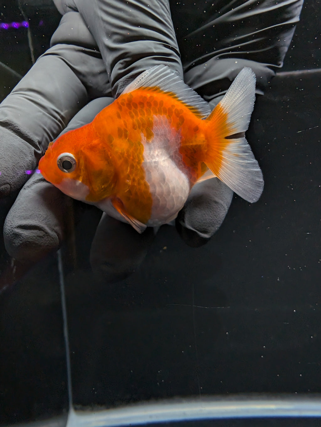 Baby Thai Shogun Oranda Red White 2"-2.5" in. ID#1016BSG11A-006