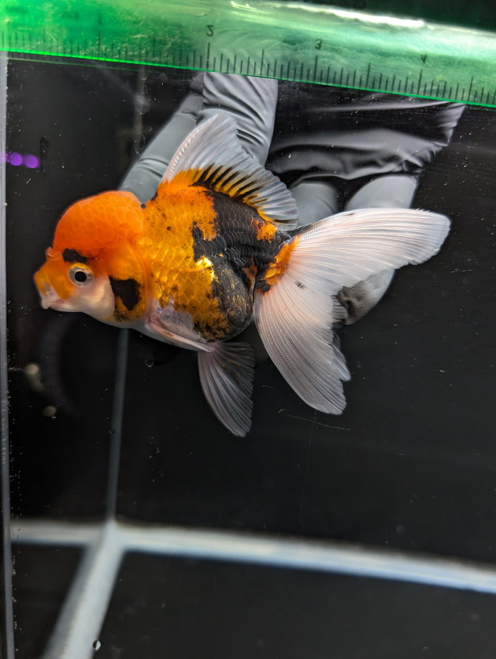 Thai Oranda Tricolor 4"-4.5"in.  ID#1023T1A-025