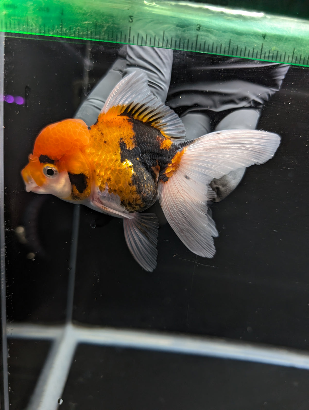 Thai Oranda Tricolor 4"-4.5"in.  ID#1023T1A-025