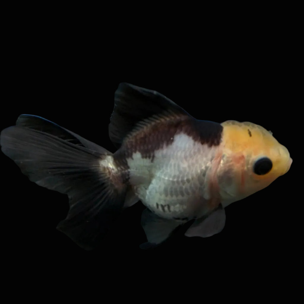 Thai Juvenile Oranda Panda 3"-3.5" in.  ID#626T1A-007