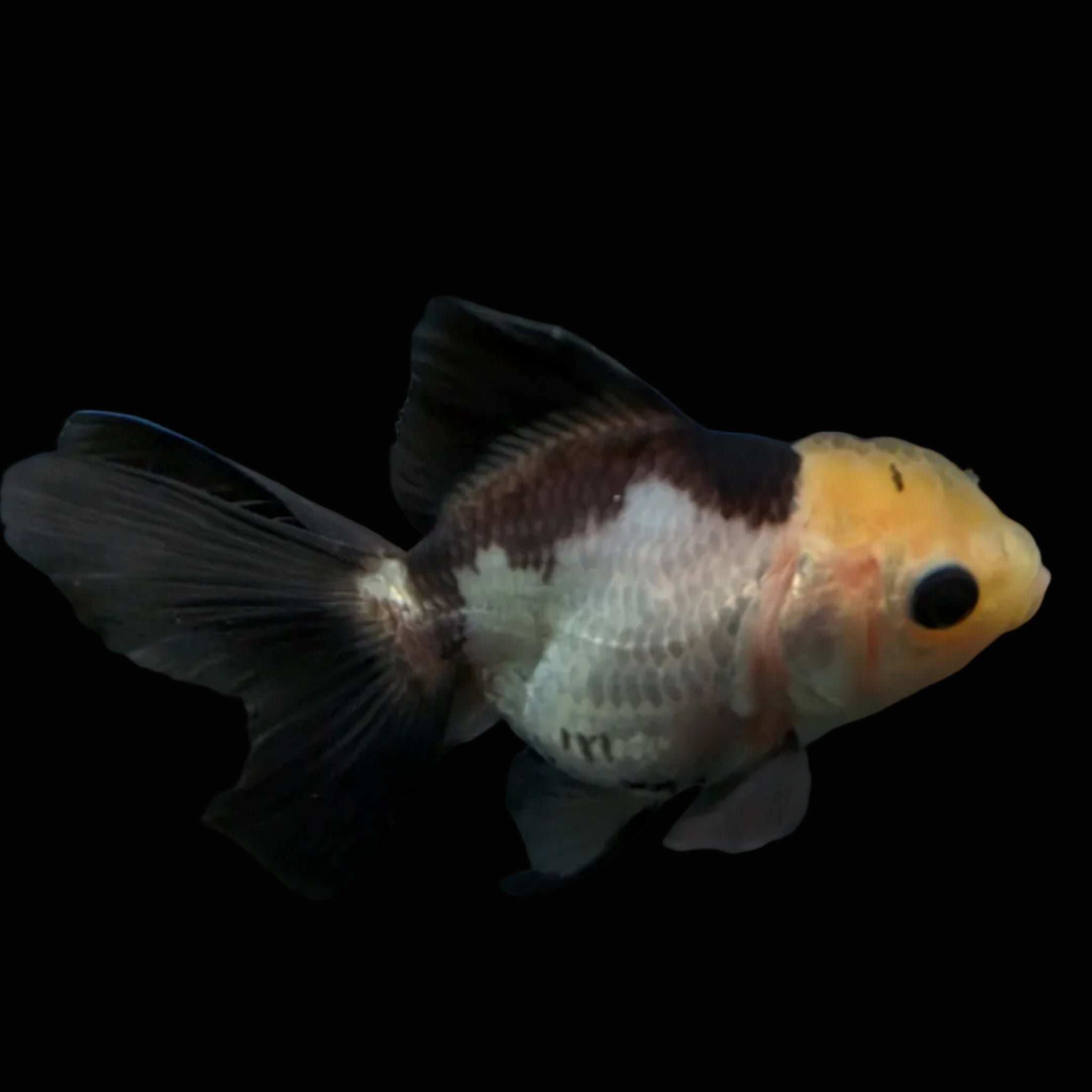 Thai Juvenile Oranda Panda 3"-3.5" in.  ID#626T1A-007