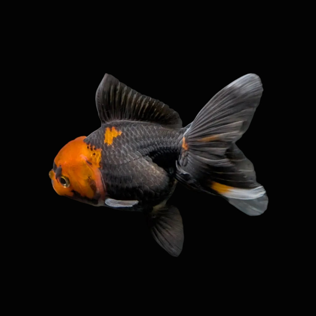 Juvenile Oranda Tricolor 3.5"-4" in.  ID#417T7A-002