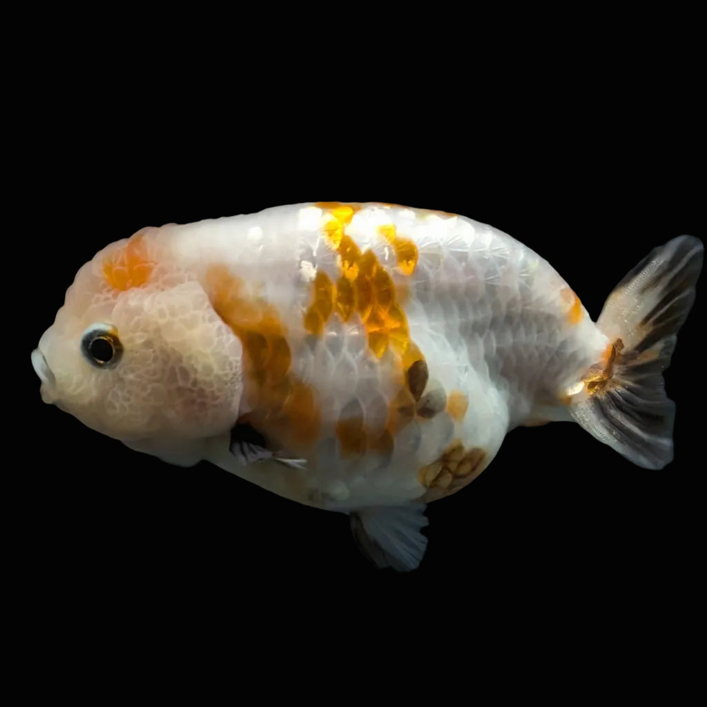 Jumbo Ranchu Sakura Calico 4.5"-5" in. ID#828R8A-052