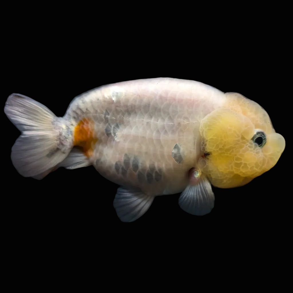 Jumbo Ranchu Lemon Head 3.5"- 4" in. ID#703R8A-005
