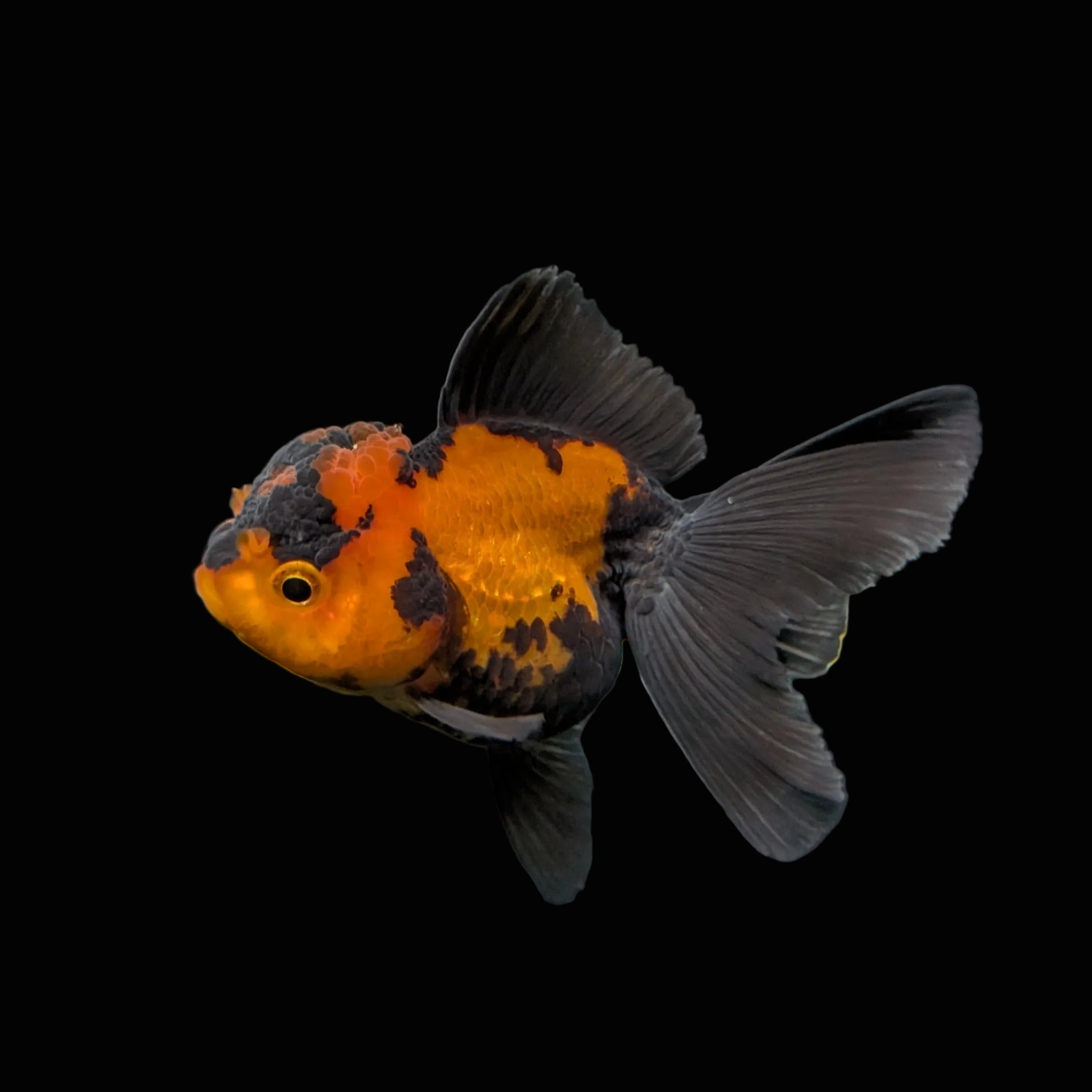 Juvenile Oranda Tricolor 3.5"-4" in.  ID#403T8A-003