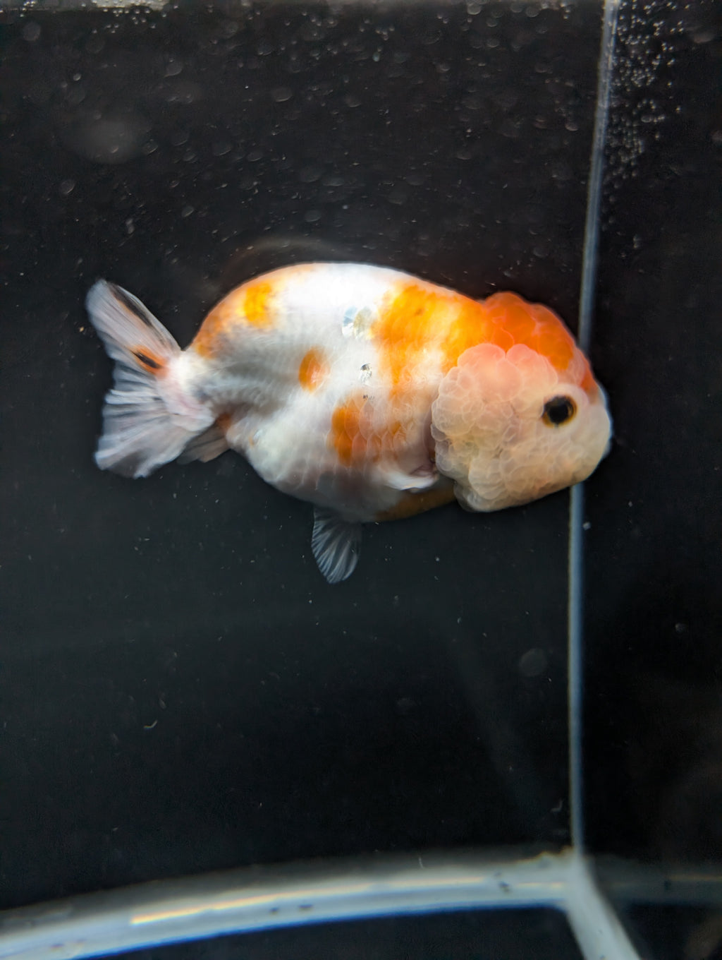 Jumbo Ranchu Sakura 4.5"-5" in. ID#828R8A-054