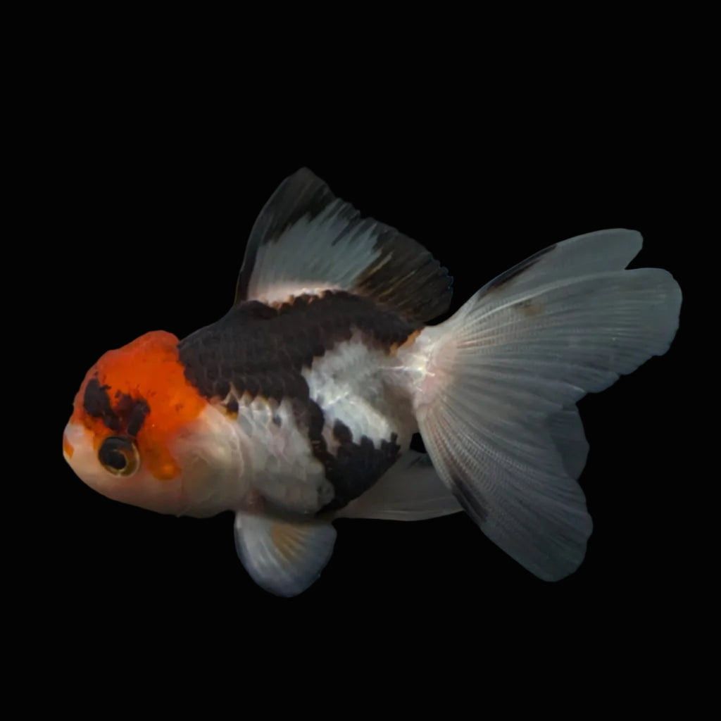 Thai Juvenile Oranda Tricolor 3"-3.5" in.  ID#626T1A-005