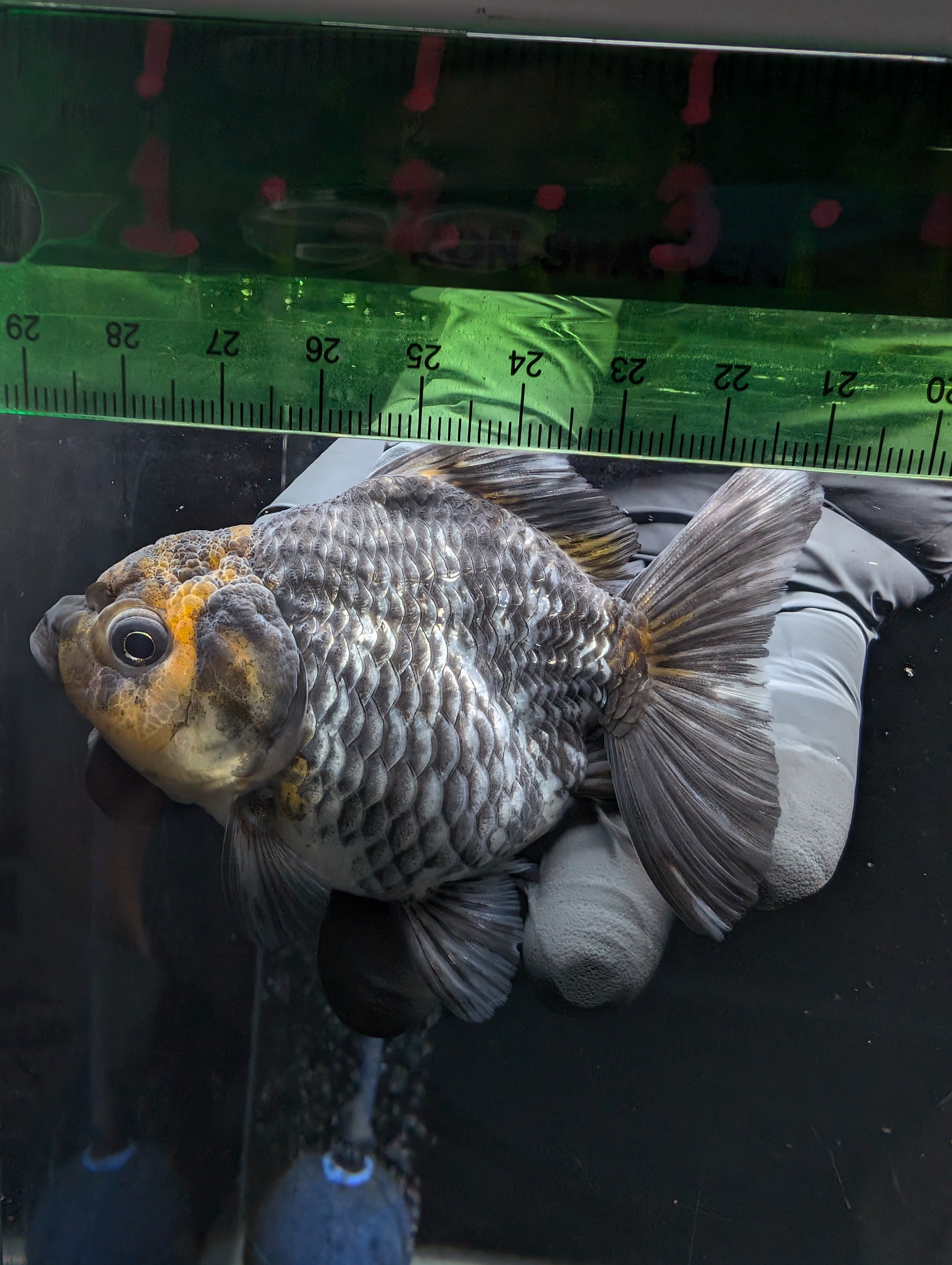 Thai Oranda Shogun Tiger Calico 4" in. ID#626SG7A-003