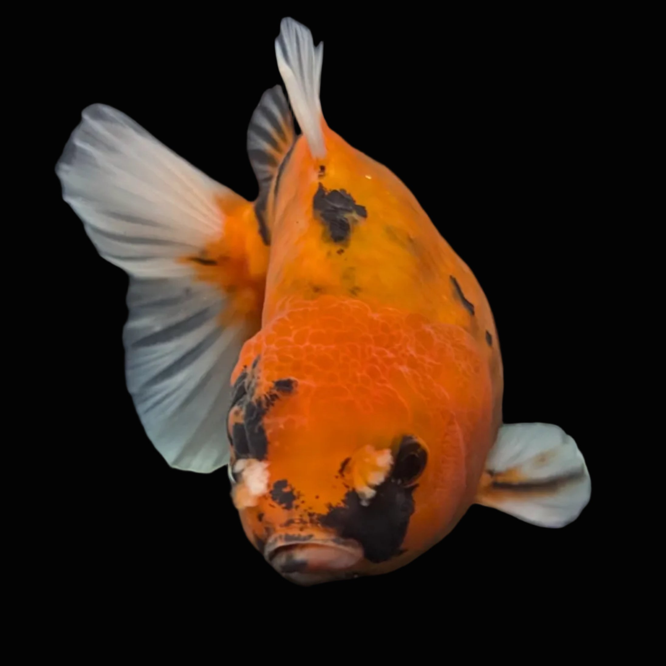 Jumbo Oranda Yuan Bao Calico   4"-4.5"in. ID#807SB13A-007
