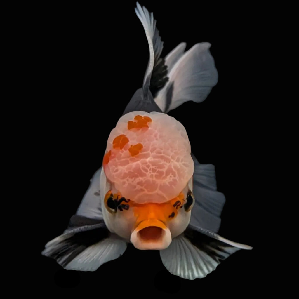 Thai Oranda Tricolor  4.5"-5"  ID#718T5B-003