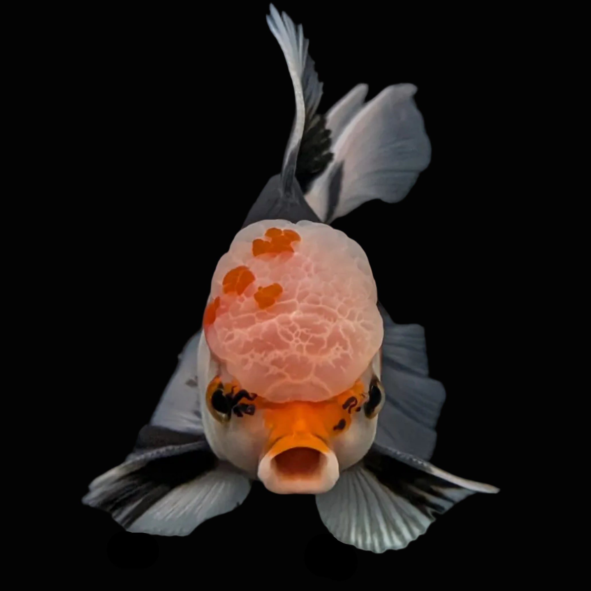 Thai Oranda Tricolor  4.5"-5"  ID#718T5B-003