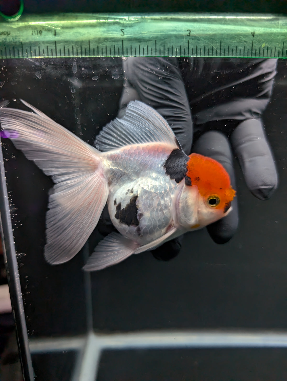 Thai Oranda Tricolor 4"-4.5"in.  ID#1016T1A-006