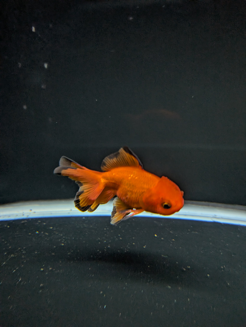 Juvenile Oranda Red Black 3"-3.5"in.  ID#522T1A-004 Please See Notes.