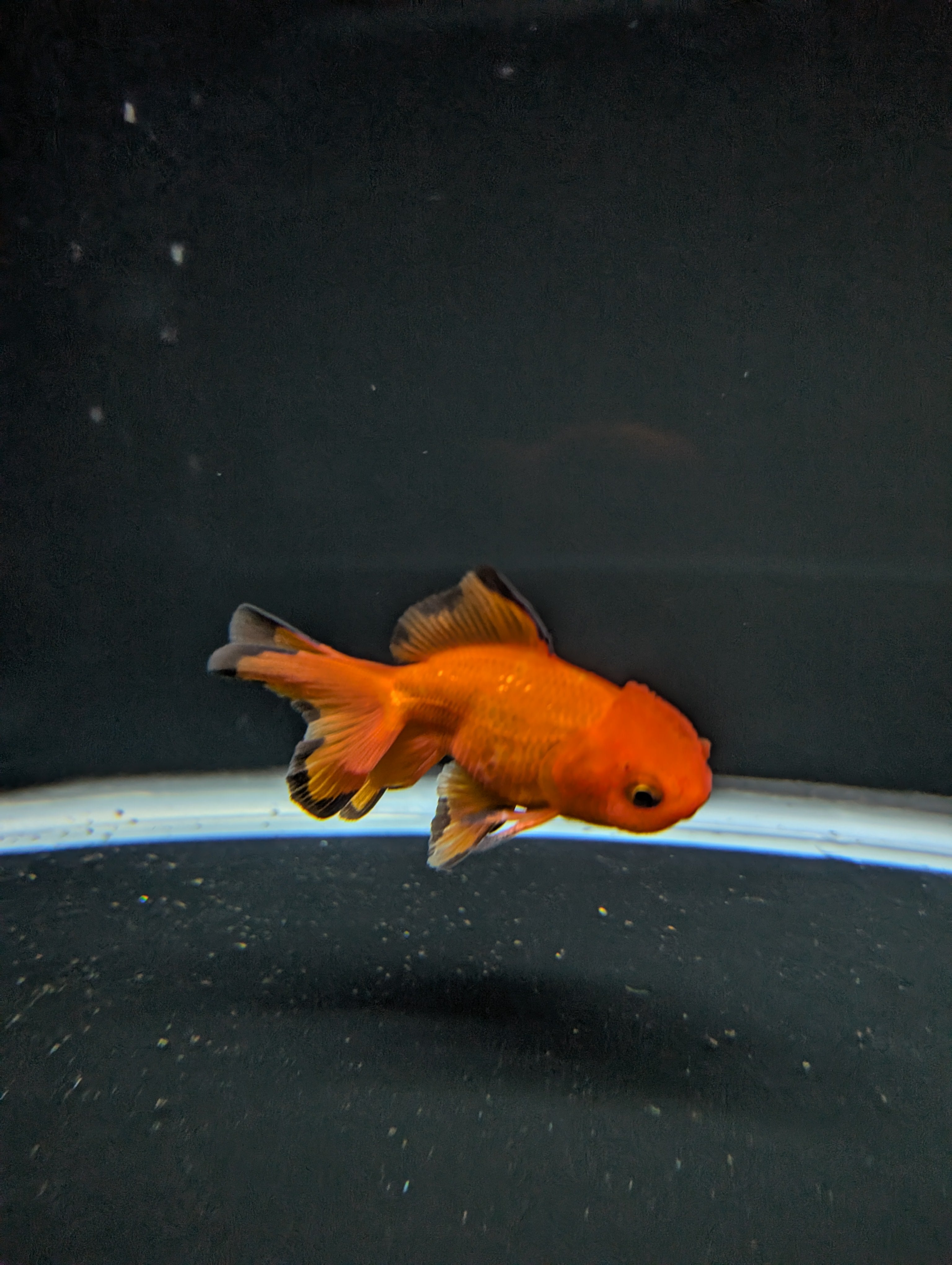 Juvenile Oranda Red Black 3"-3.5"in.  ID#522T1A-004 Please See Notes.