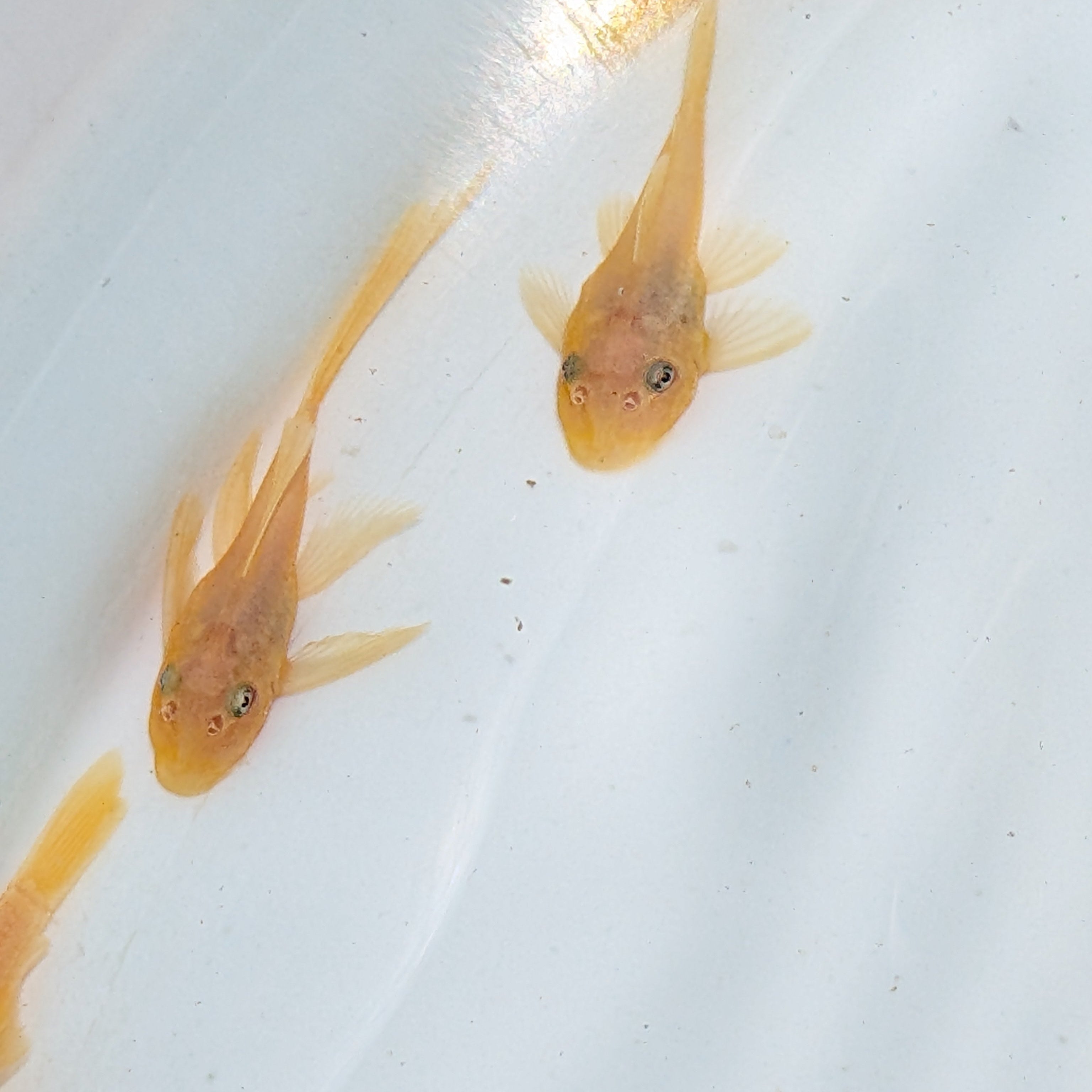 Baby Blue Eye Lemon Pleco .5"-1"  *Assorted.