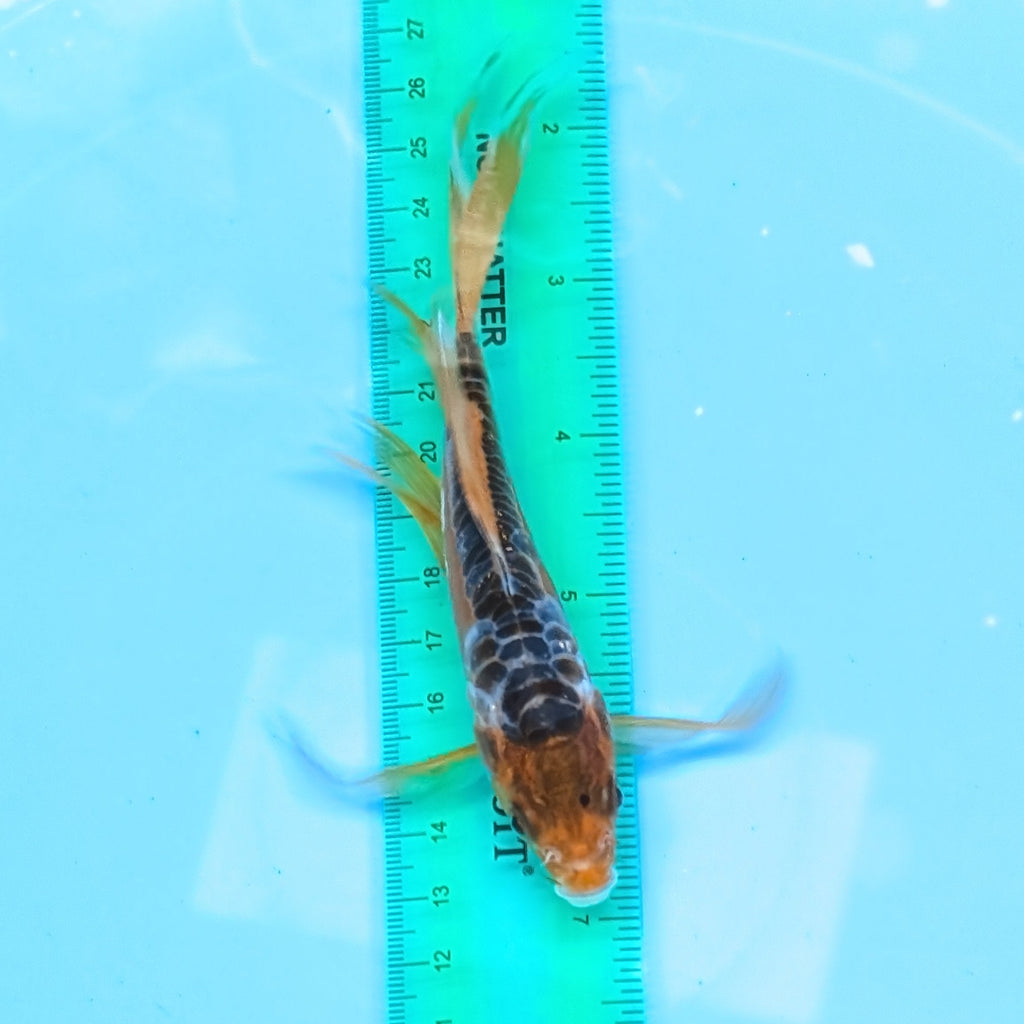 Aragoke Ochiba Butterfly Koi  5"-6" in. ID#727BFK-008
