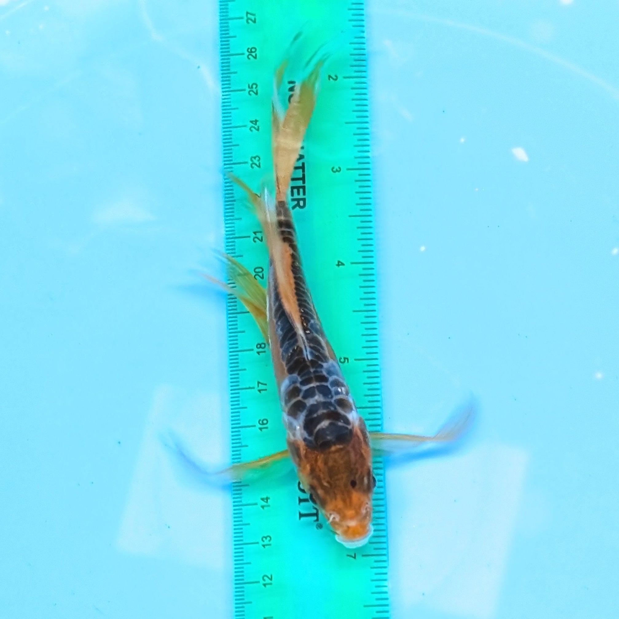 Aragoke Ochiba Butterfly Koi  5"-6" in. ID#727BFK-008