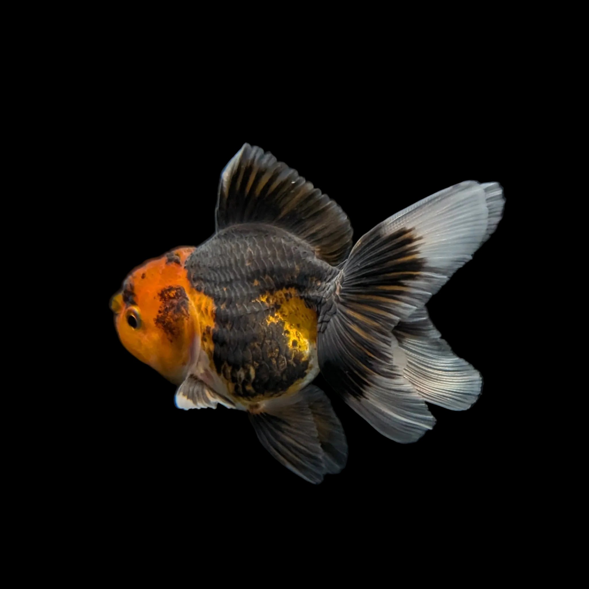 Juvenile Oranda Tricolor 3.5"-4" in.  ID#320T13b-008