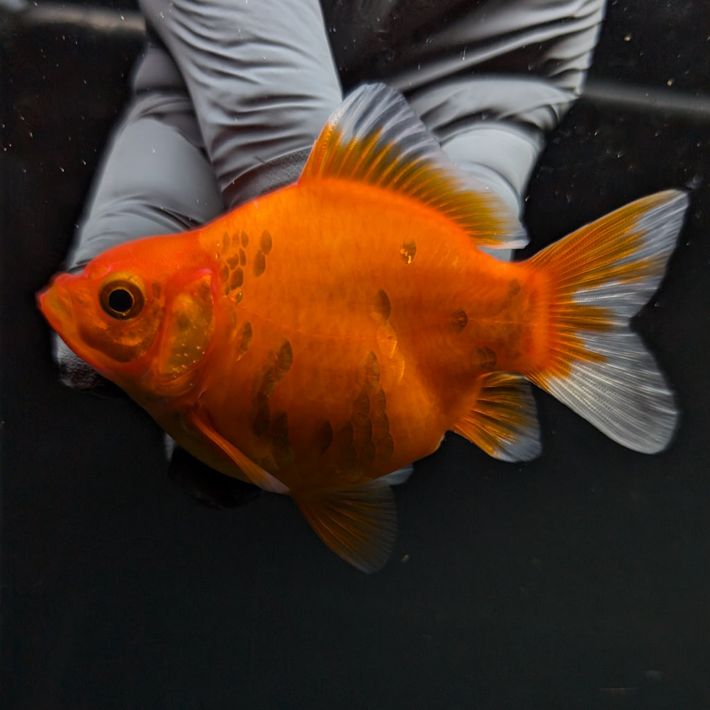 Tamasaba Sakura 3"-3.5" in. ID#1009TM1B-003