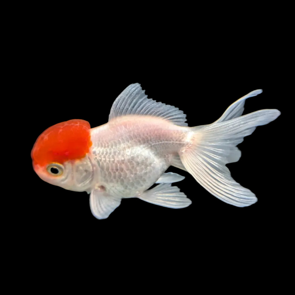 Single - Baby Oranda Red Cap 2"-2.5" *Assorted Dealers Choice