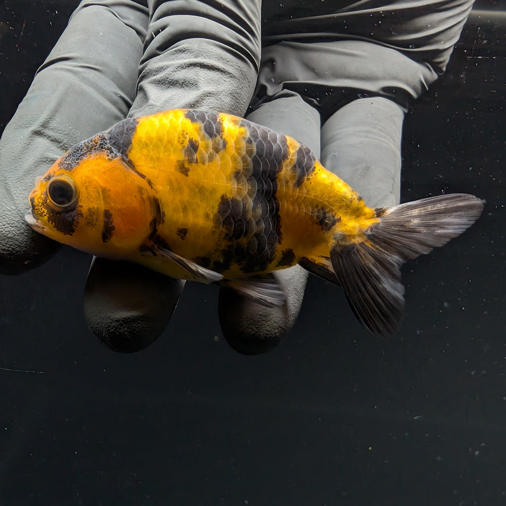 Ranchu Calico 2.5"-3" in. ID#717R4A-012