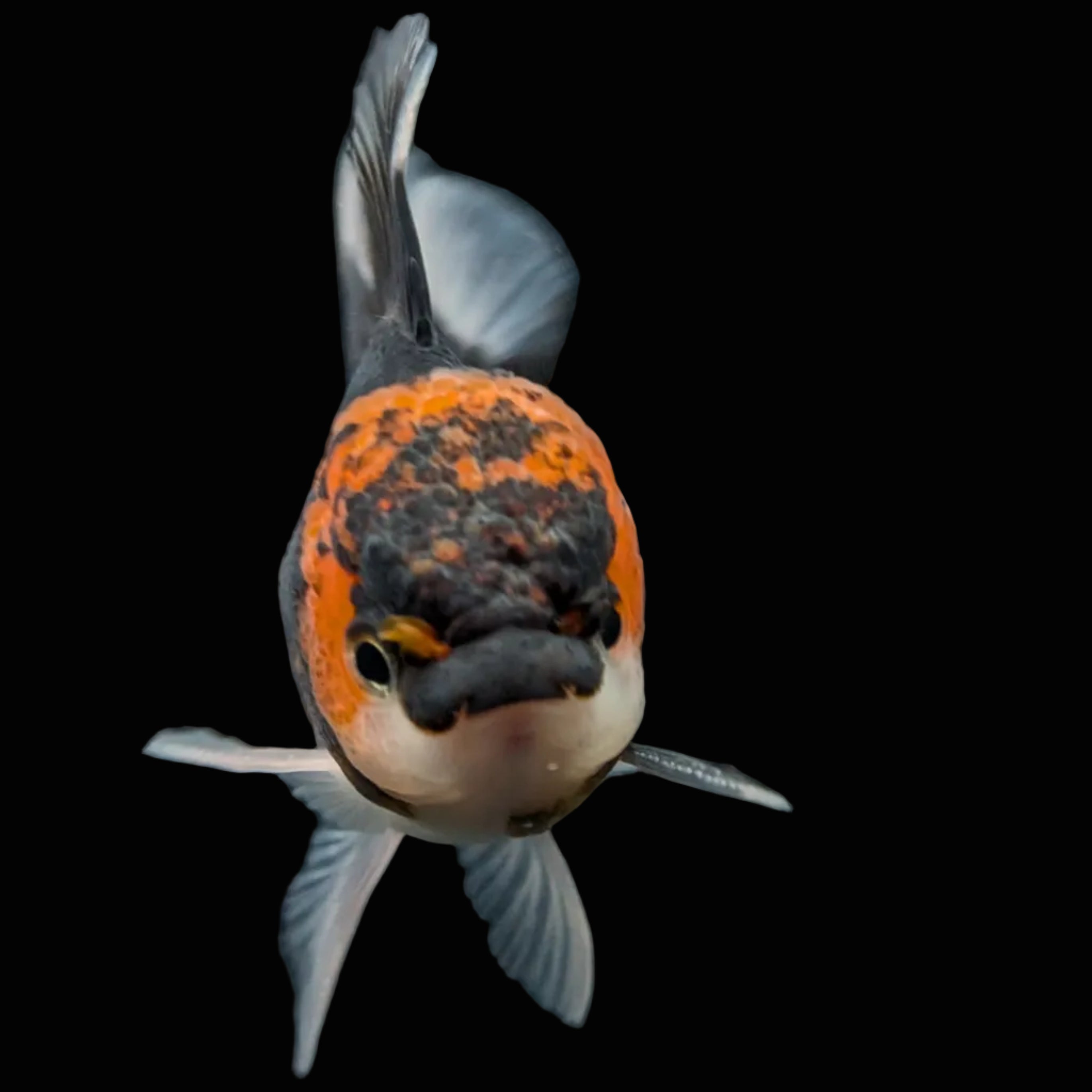 Juvenile Oranda Tricolor 3.5"-4" in.  ID#424T1A-002
