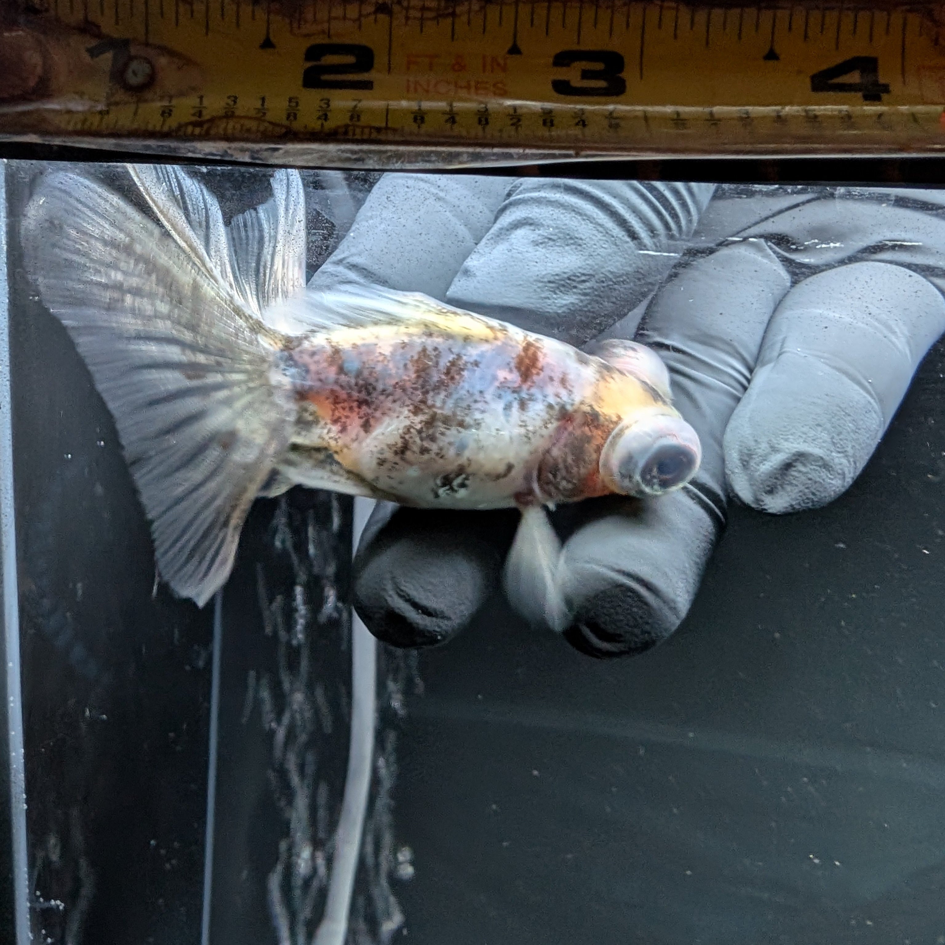 Telescope Butterfly Calico 3.5"-4" in. ID#522B6B-009