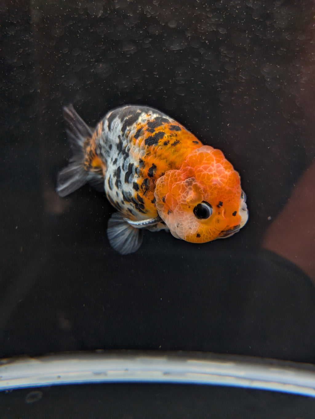 Jumbo Ranchu Calico 4.5"-5" in. ID#821R8A-031
