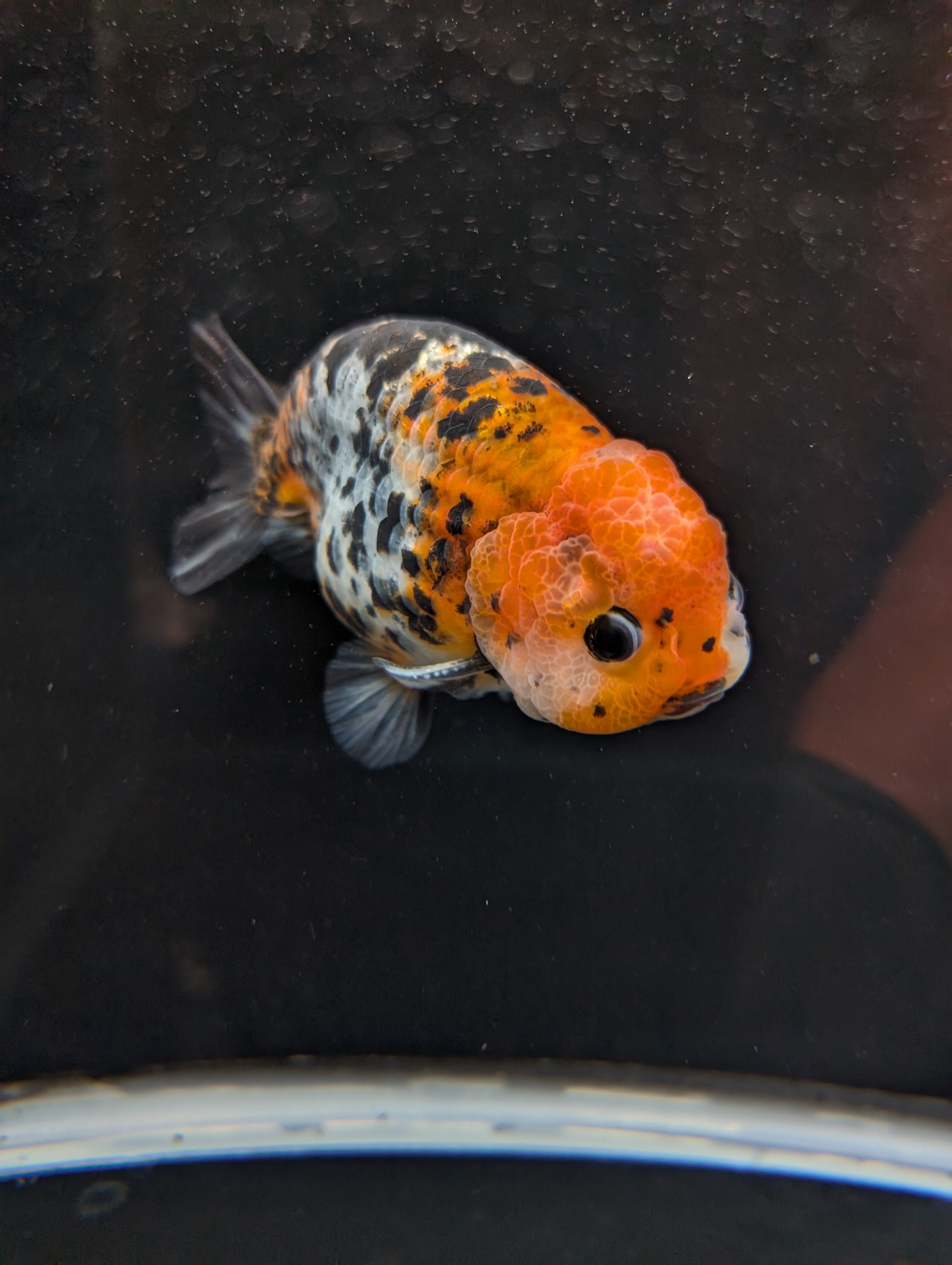 Jumbo Ranchu Calico 4.5"-5" in. ID#821R8A-031
