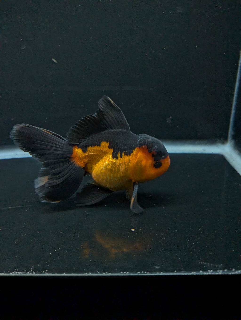 Thai Oranda Red Black 4"-4.5"in.  ID#1016T1A-004