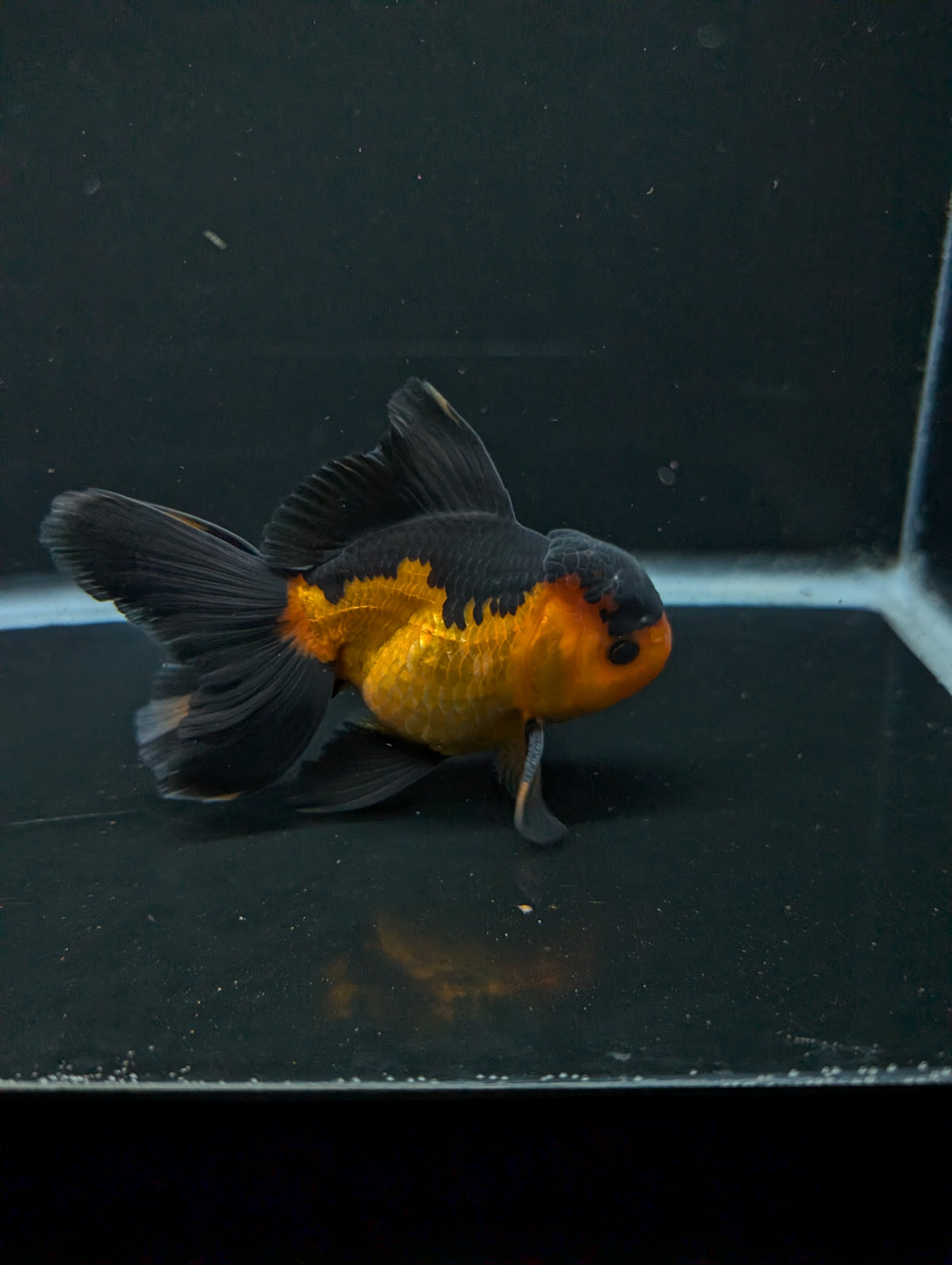 Thai Oranda Red Black 4"-4.5"in.  ID#1016T1A-004