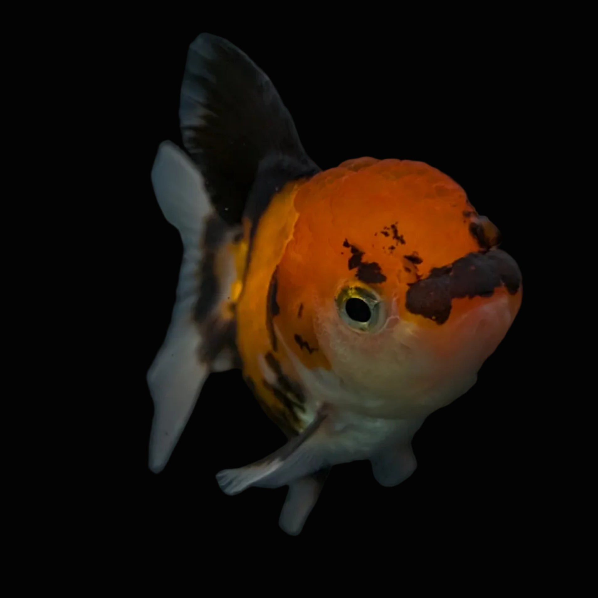 Thai Juvenile Oranda Tricolor 3"-3.5" in.  ID#626T1A-008