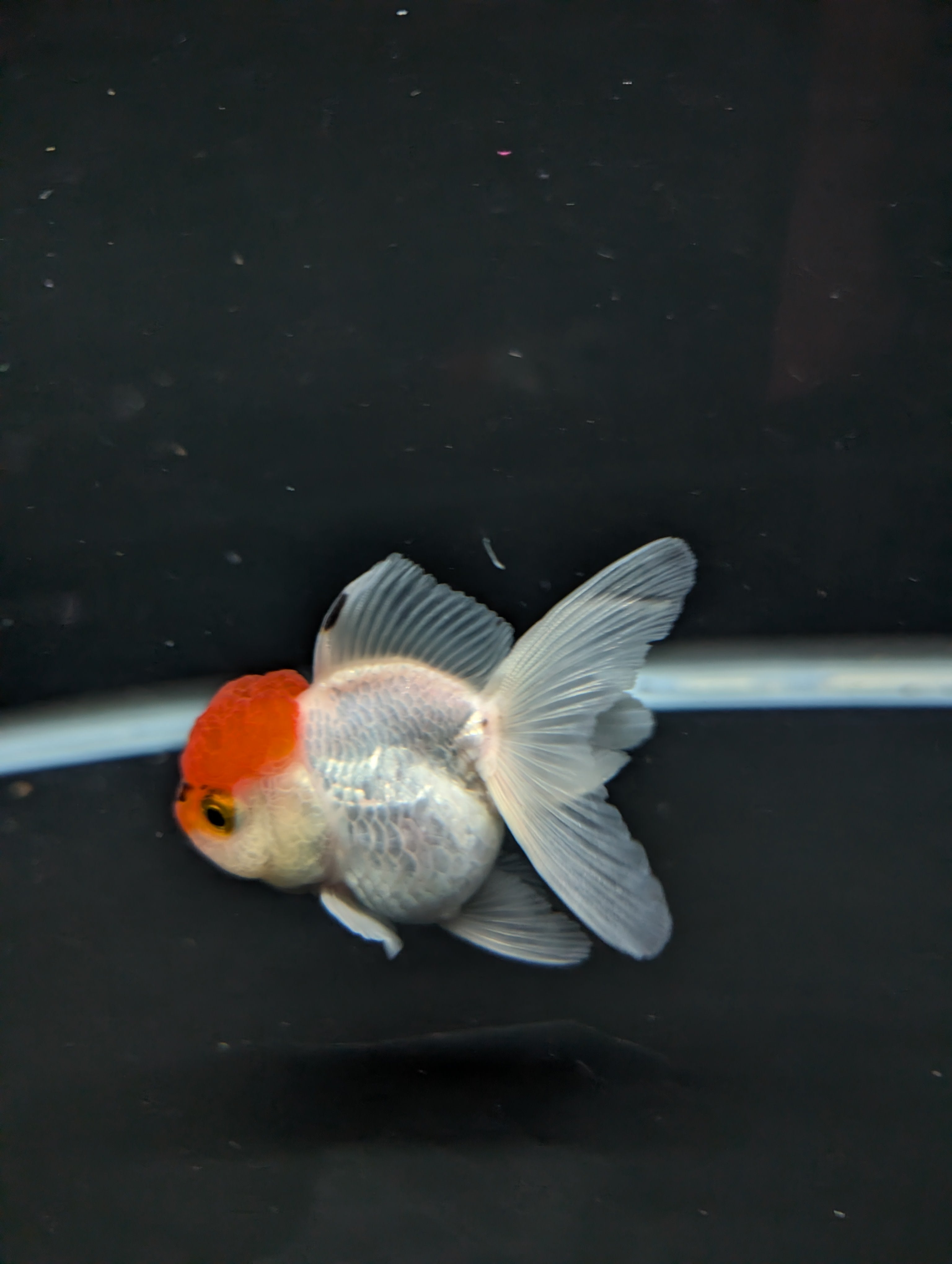 Juvenile Oranda Tricolor 3.5"-4" in.  ID#501T2A-001