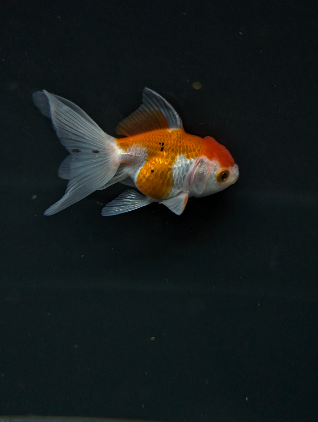Juvenile Oranda  Red White 3"-3.5"in.  ID#619T1A-003