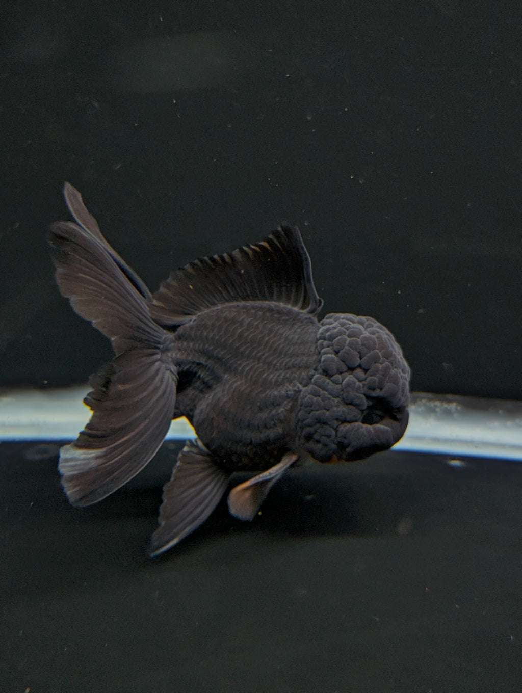 Thai Oranda Godzilla Black 3.5"-4"in.  ID#1023T1A-028