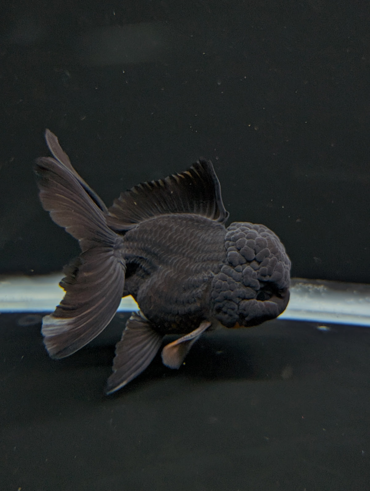 Thai Oranda Godzilla Black 3.5"-4"in.  ID#1023T1A-028