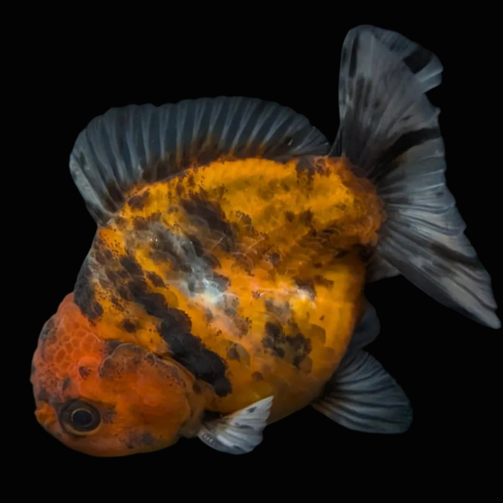 Thai Oranda Shogun Tiger Calico 4" in. ID#626SG7A-004