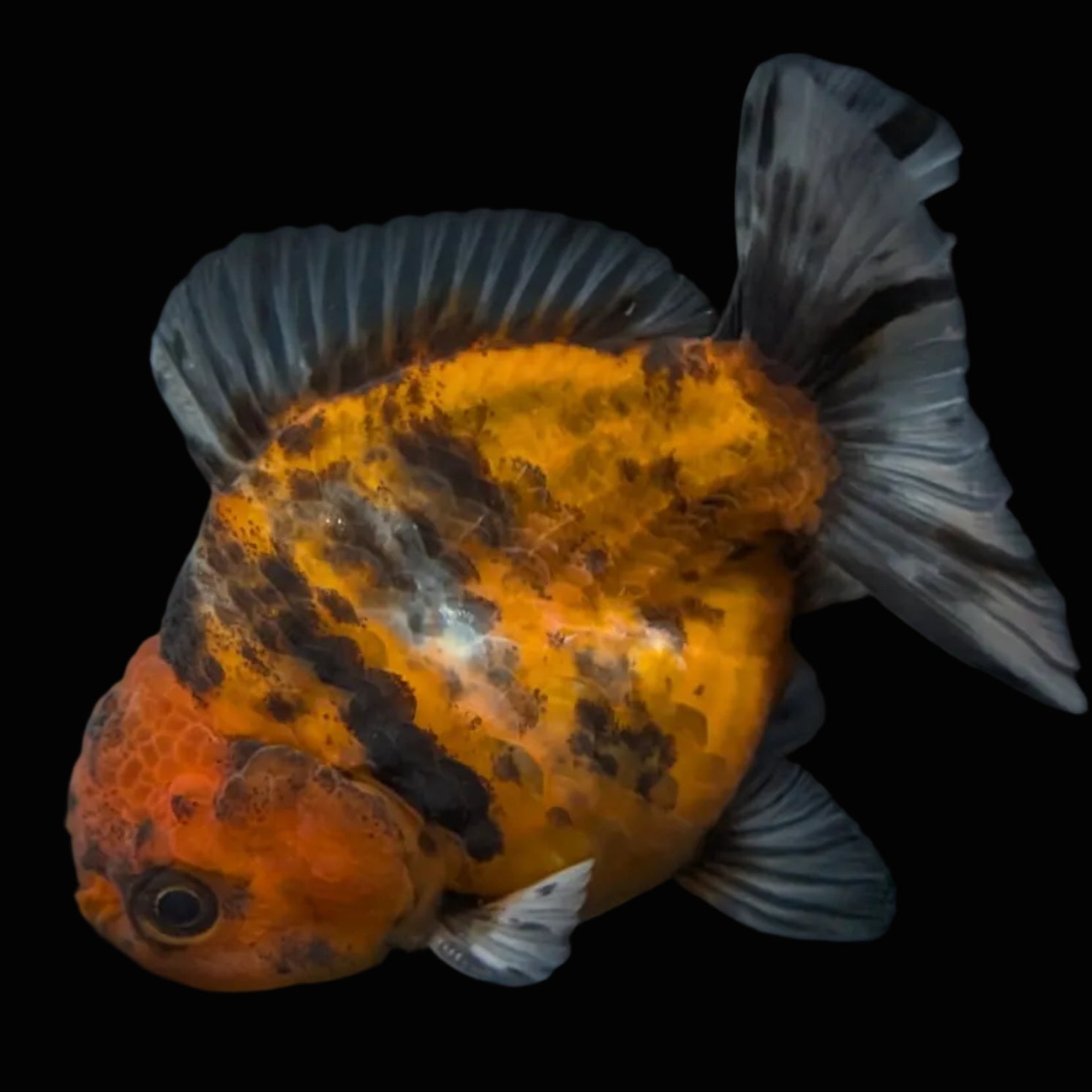 Thai Oranda Shogun Tiger Calico 4" in. ID#626SG7A-004
