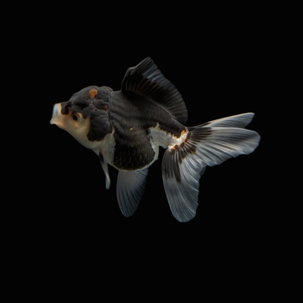 Juvenile Oranda Panda 3.5"-4" in.  ID#320T13b-004