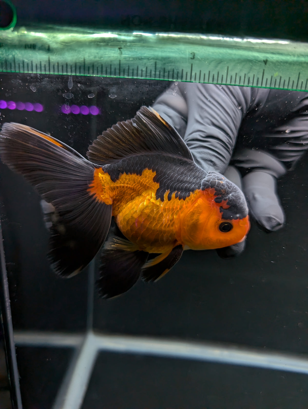 Thai Oranda Red Black 4"-4.5"in.  ID#1016T1A-004