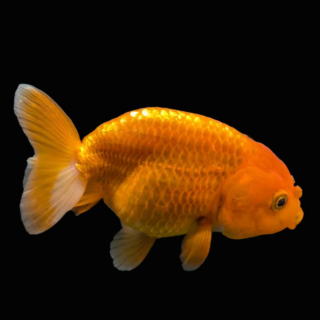 Ranchu Red White 3.5"-4"in. ID#821R4A-051