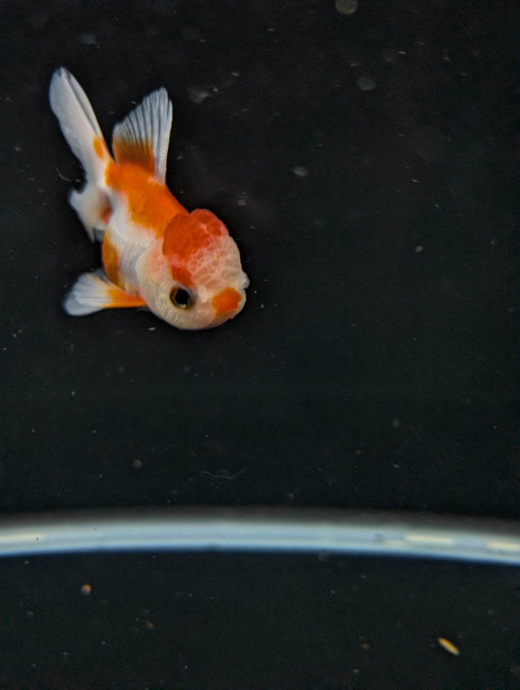 Juvenile Oranda  Red White 3"-3.5"in.  ID#619T1A-010