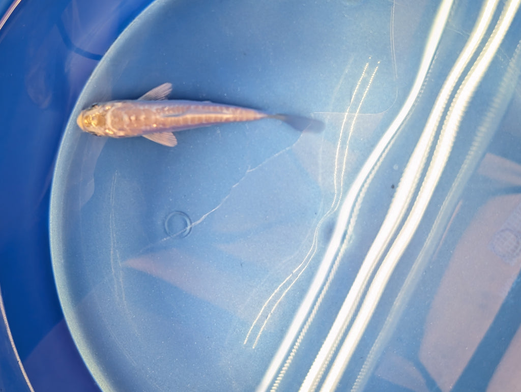 Doitsu Platinum Ogon Koi  4"in. ID#806BFK-018