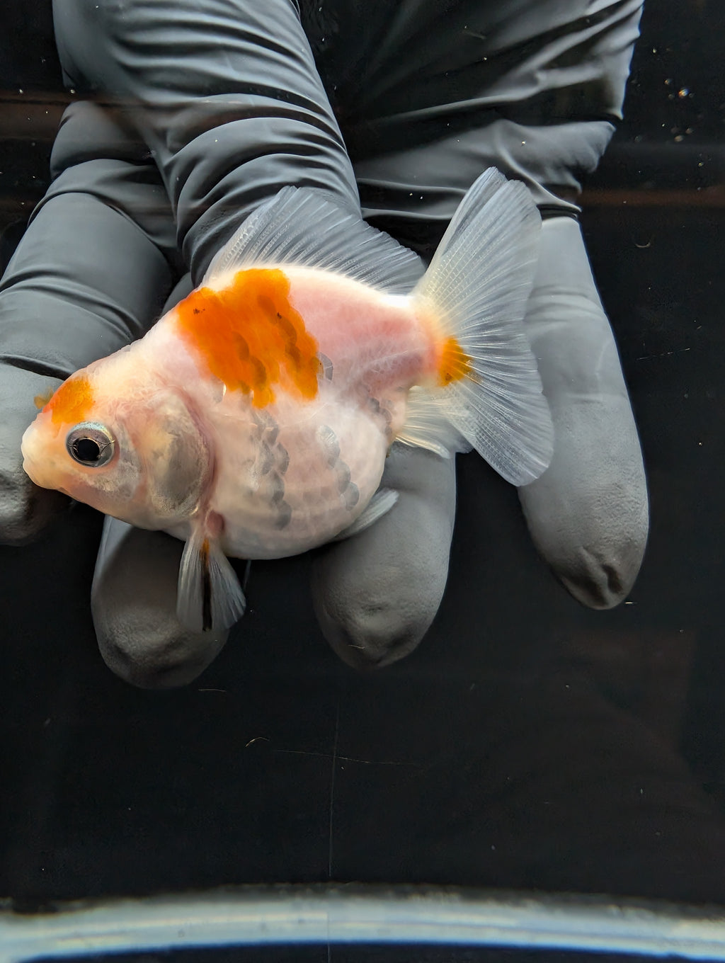 Baby Thai Shogun Oranda Sakura 2"-2.5" in. ID#1023BSG11A-026