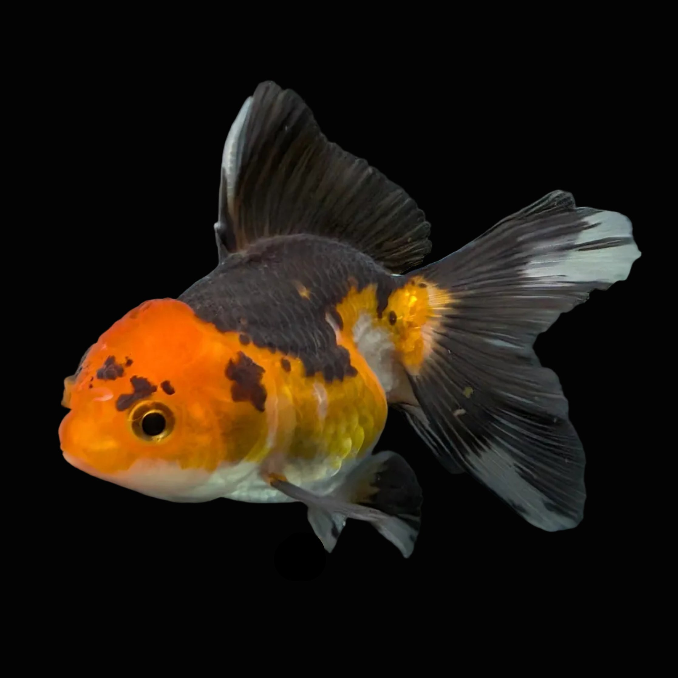 Thai Juvenile Oranda Tricolor 3"-3.5" in.  ID#626T1A-006