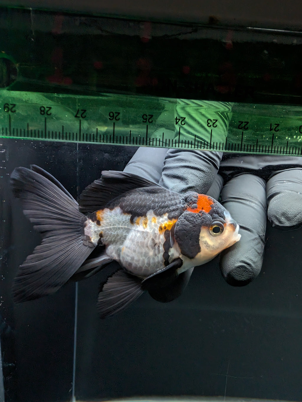Thai Juvenile Oranda Tricolor 3"-3.5" in.  ID#717T1A-001