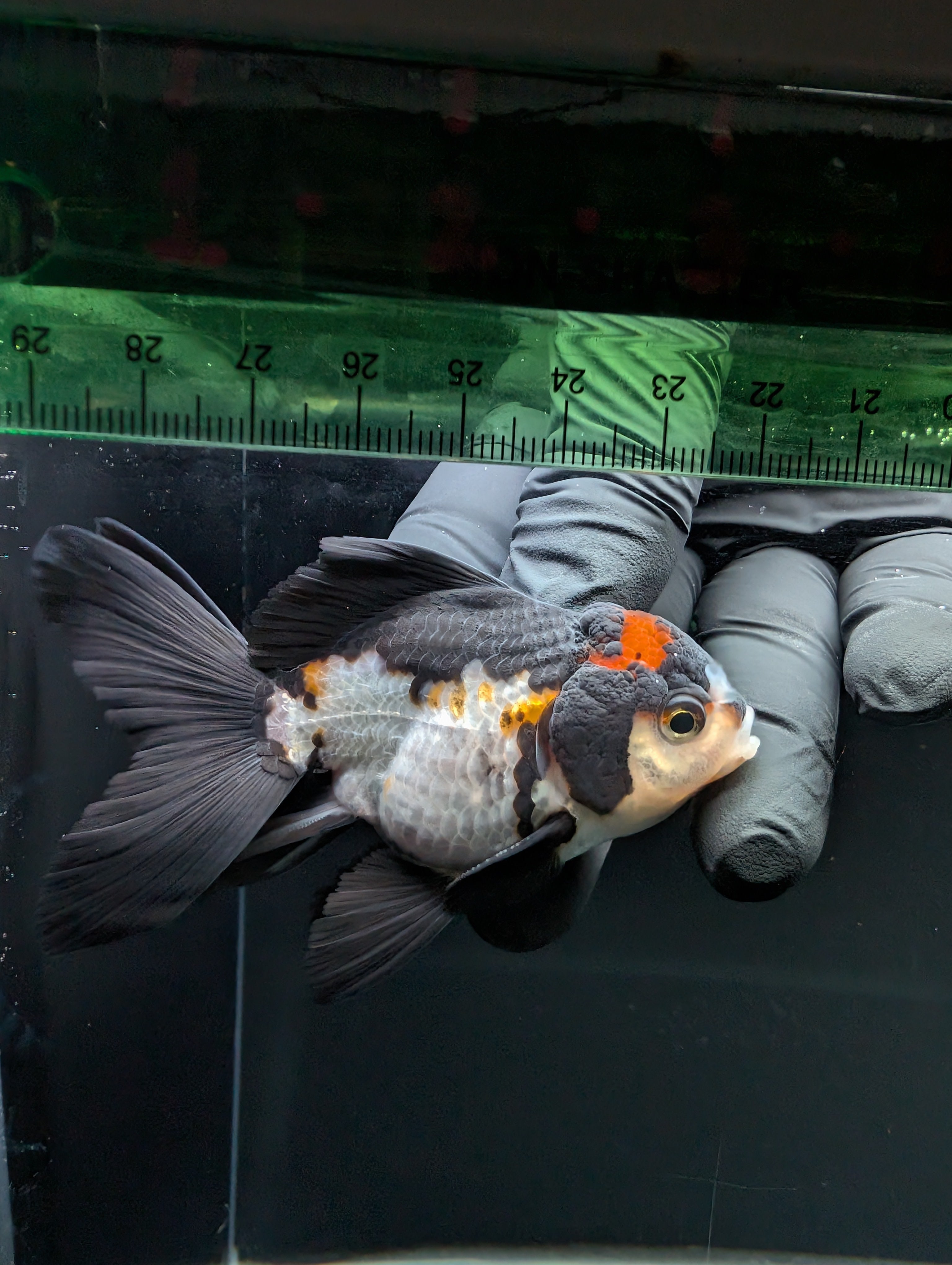 Thai Juvenile Oranda Tricolor 3"-3.5" in.  ID#717T1A-001