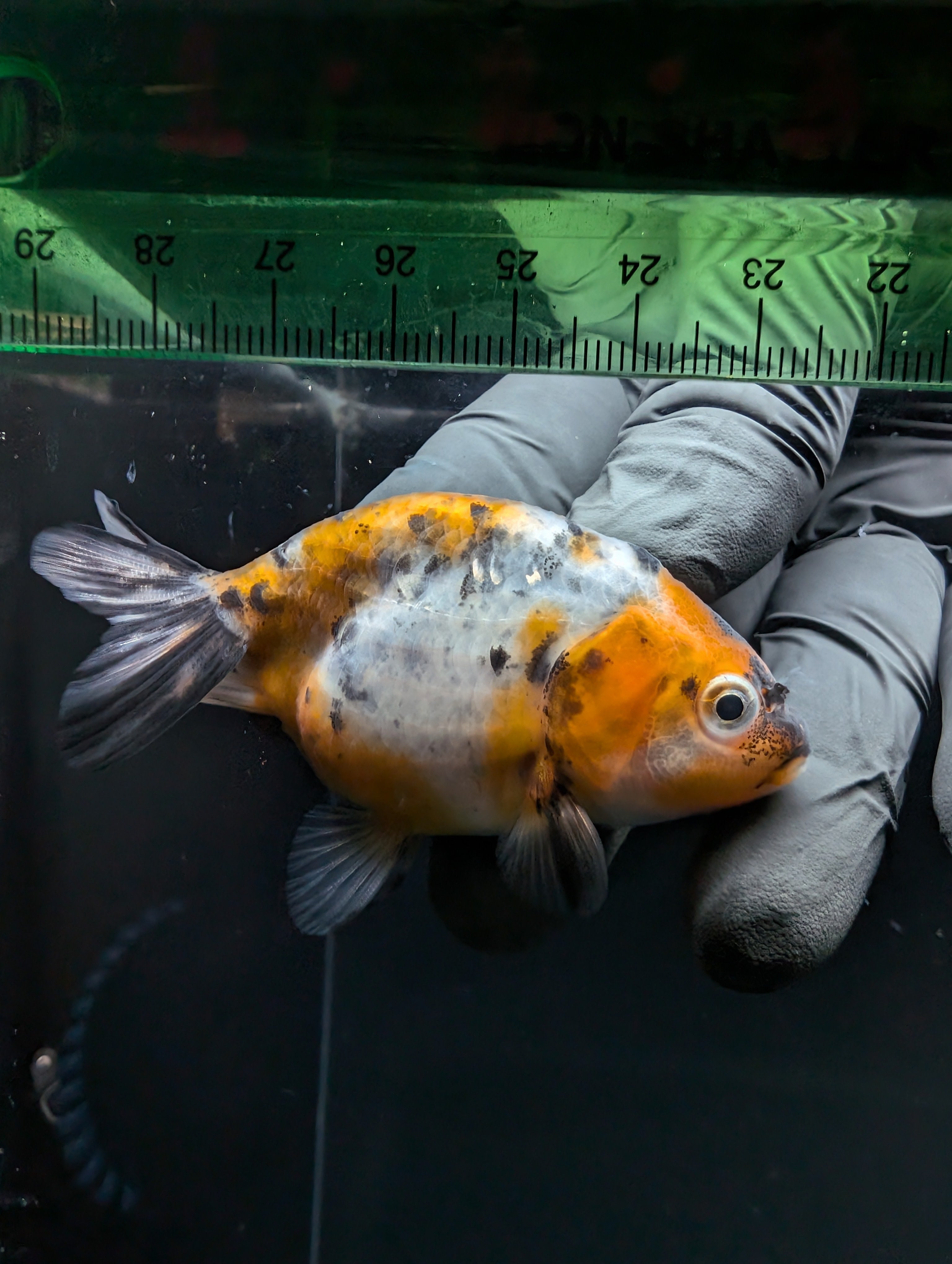 Ranchu Calico 2.5"-3" in. ID#717R4A-006