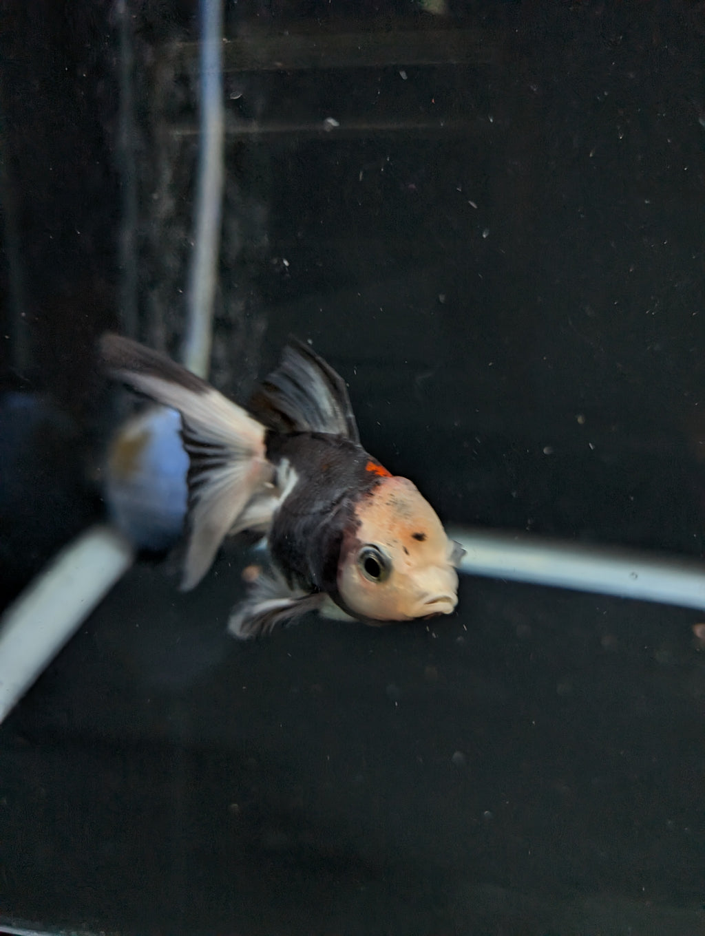 Juvenile Oranda  Tricolor 3"-3.5"in.  ID#619T1A-011