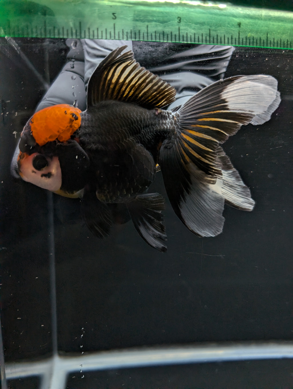 Thai Oranda Tricolor 4"-4.5"in.  ID#1023T1A-021